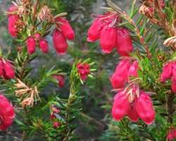 The gardens are a collection of alpine gardens, Asian gardens, food gardens, native plants garden, and a physic garden.